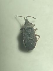 Catorhintha apicalis