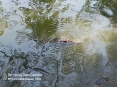 Crocodylia