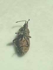 Catorhintha apicalis