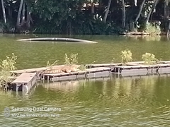 Crocodylia