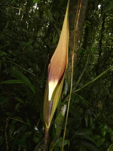 Dracontium spruceanum, photograph 1