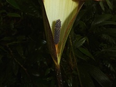 Dracontium spruceanum