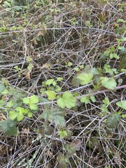 Ribes divaricatum