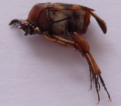 Macrosiagon octomaculata
