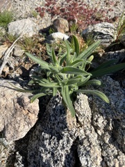 Cryptantha barbigera