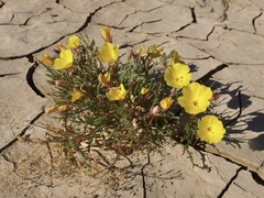 Eulobus sceptrostigma