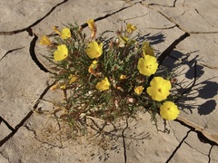 Eulobus sceptrostigma