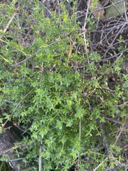 Galium porrigens