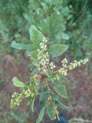 Searsia pyroides