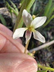 Viola vittata