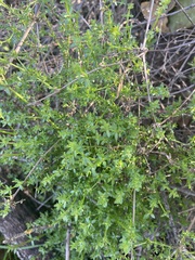 Galium porrigens