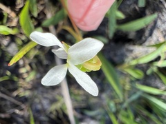Viola vittata