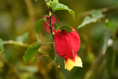 Callianthe megapotamica