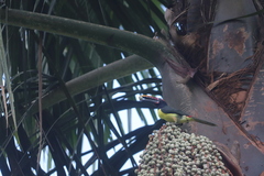 Pteroglossus viridis