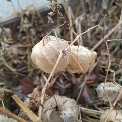 Physalis heterophylla