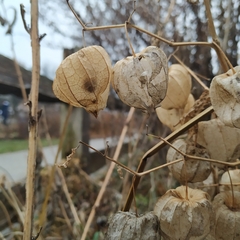 Physalis heterophylla