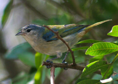 Conirostrum speciosum