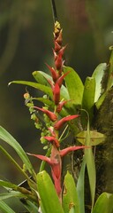 Guzmania