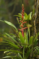 Guzmania