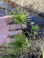 Cyperus prolifer