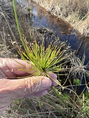 Cyperus prolifer