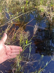 Dichanthelium erectifolium