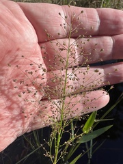 Dichanthelium erectifolium