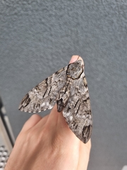 Psilogramma casuarinae