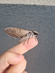 Psilogramma casuarinae