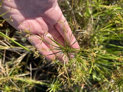 Cyperus prolifer