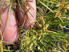 Cyperus prolifer