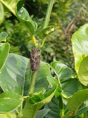 Amphipsalta cingulata