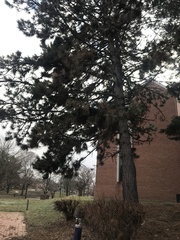 Pinus nigra