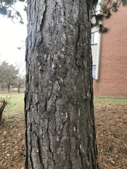 Pinus nigra