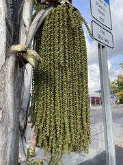 Caryota