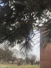 Pinus nigra