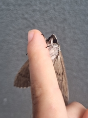 Psilogramma casuarinae