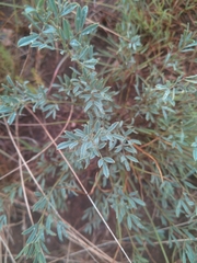 Indigofera hedyantha