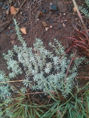 Indigofera hedyantha
