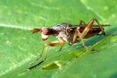 Dichetophora obliterata