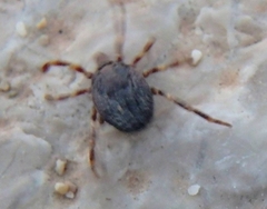 Hyalomma