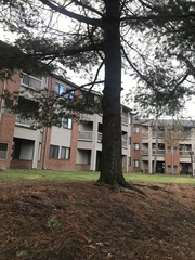 Pinus strobus