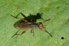 Dichetophora obliterata