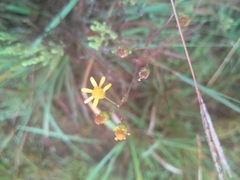 Senecio inaequidens