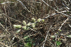 Salix humilis