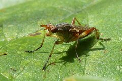 Dichetophora obliterata