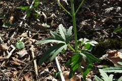 Cardamine concatenata