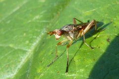 Dichetophora obliterata