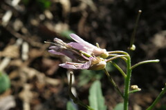 Cardamine concatenata