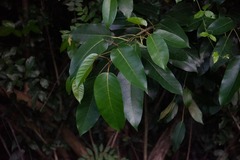 Hippomane mancinella